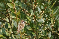 Passer italiae (Passero Italiano)